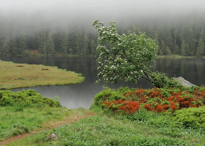 Bergesblick * Lam