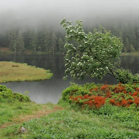 Bergesblick * Lam